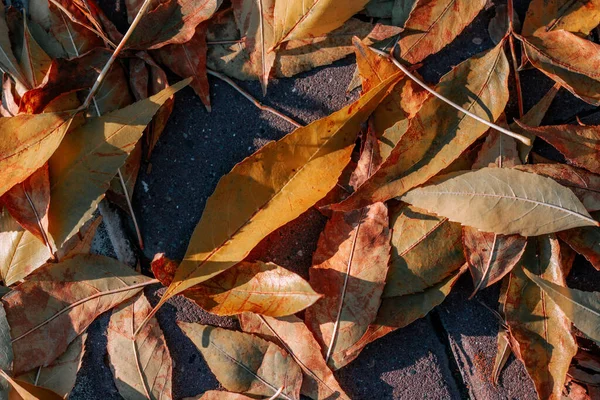 낙엽의 아름다운 — 스톡 사진