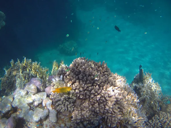 Фото Чудового Коралового Рифу Єгипті — стокове фото
