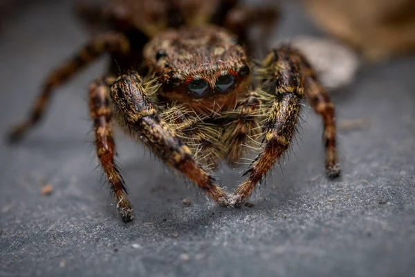 Närbild Skott Spindel Isolerad Suddig Bakgrund — Stockfoto