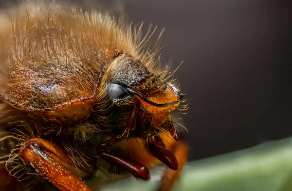 Een Close Shot Van Een Insect Een Bos Gedurende Dag — Stockfoto