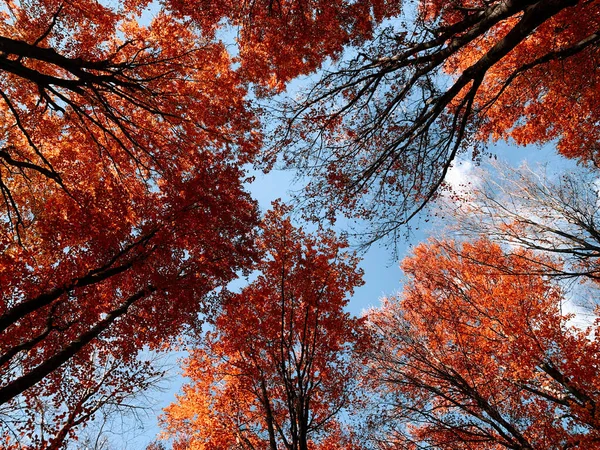 Een Prachtige Scène Van Herfst Landschap Kleurrijke Bomen Uit Piatra — Stockfoto