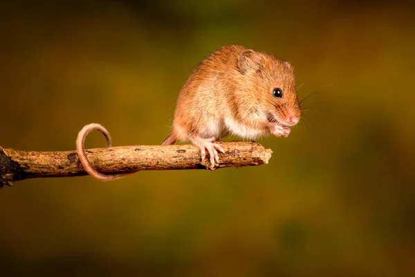 Close Rato Colheita Eurasiano — Fotografia de Stock