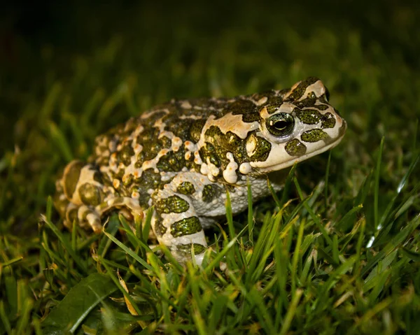 Foto Sapo Agreen Bufotes Viridis Bufo Bufo — Fotografia de Stock