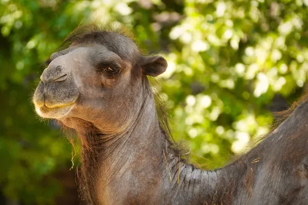 Nahaufnahme Eines Teilweise Kahlen Kamels Gegen Verschwommenes Grün — Stockfoto