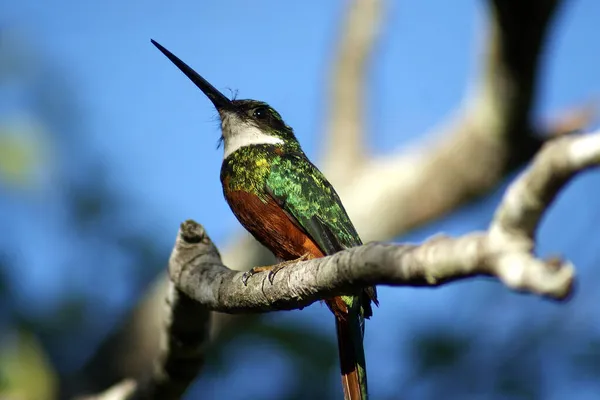 Primo Piano Uccello Ramo Albero Una Foresta Bonito Brasile — Foto Stock