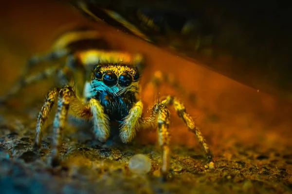 배경에 떨어져 거미의 — 스톡 사진