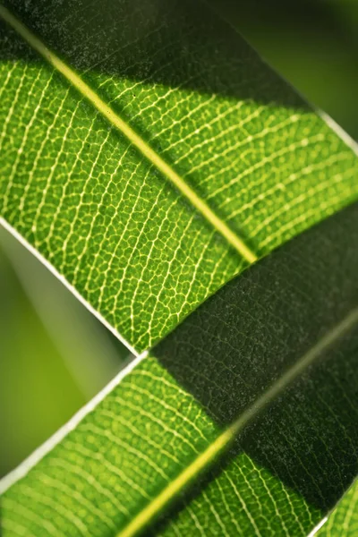 Eine Vertikale Nahaufnahme Von Grünen Blättern Sonnenlicht — Stockfoto