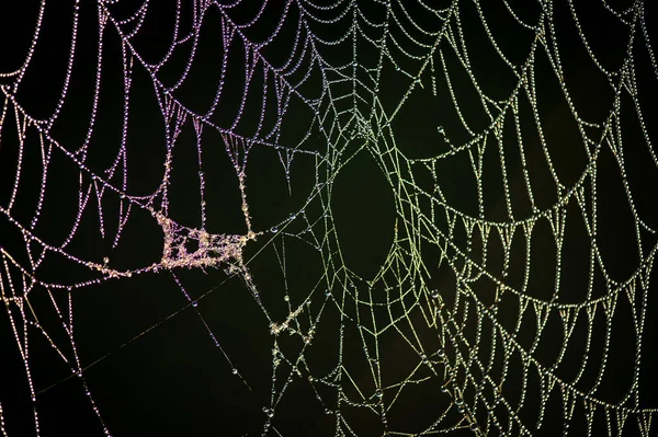 Een Close Van Een Abstract Spinnenweb Met Druppels — Stockfoto