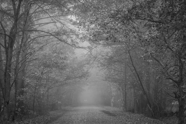 Šedivý Záběr Stezky Lese Pokrytém Suchým Listím Mlhou Podzim Venkově — Stock fotografie