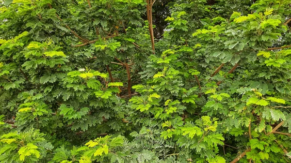 Una Robinia Pseudoacacia Comúnmente Conocida Como Algarrobo Negro Con Frutos —  Fotos de Stock