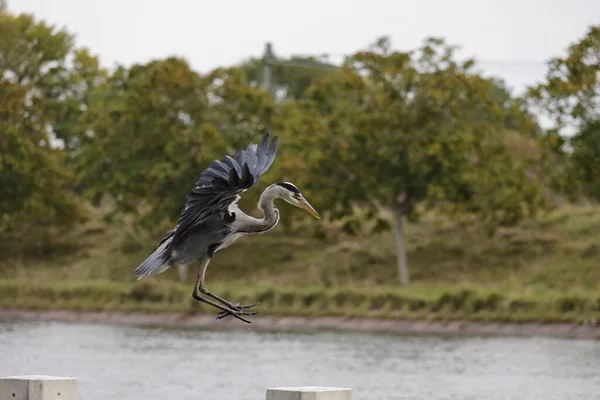 Flying Blue Heron Landing Pillar — Fotografia de Stock