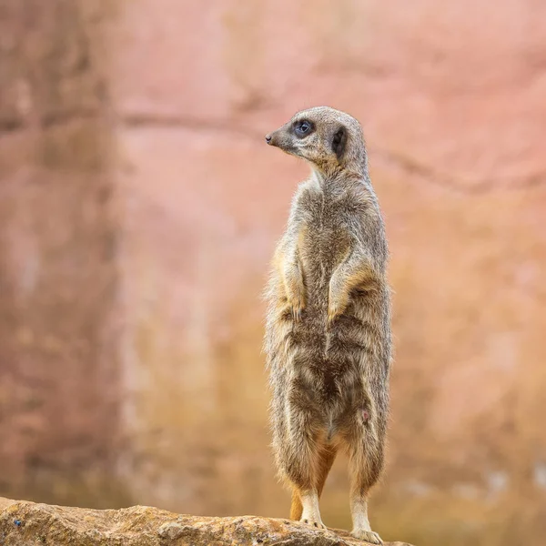 Closeup Standing Meerkat — 图库照片