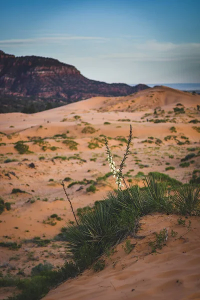 Uno Scatto Verticale Del Coral Pink Sand Dunes State Park — Foto Stock