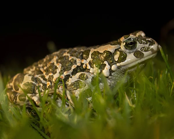 Photo Agreen Toad Bufotes Viridis Bufo Bufo — 스톡 사진