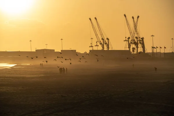Malebný Pohled Ptáky Letící Pláži Jeřáby Pozadí Při Západu Slunce — Stock fotografie