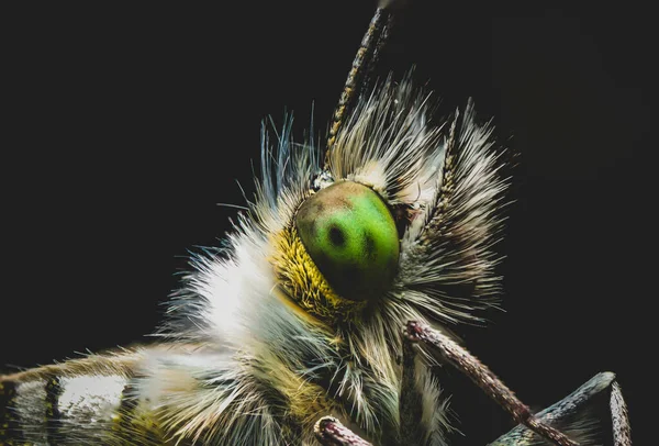 Closeup Shot Bug Isolated Black Background — Stock Photo, Image