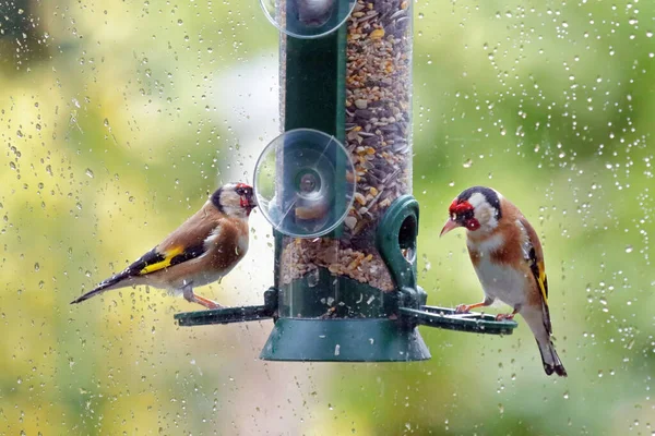 Goldfinch Europeu Carduelis Carduelis Alimentador Pássaros Silo Visto Por Trás — Fotografia de Stock