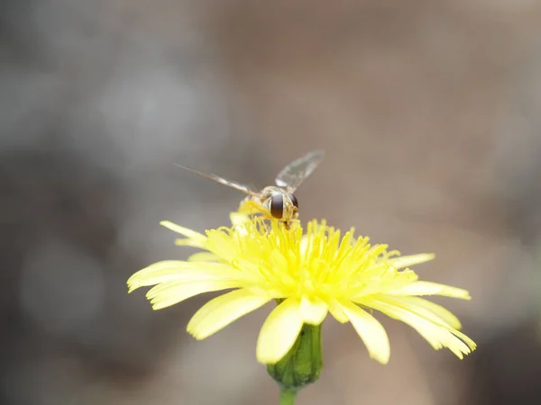 Egy Közelkép Egy Méhről Egy Sárga Pitypangon — Stock Fotó