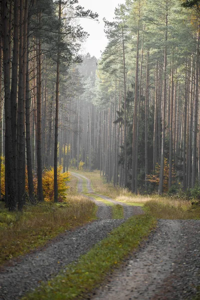 Pionowe Ujęcie Wąskiej Drogi Lesie Pod Słońcem — Zdjęcie stockowe