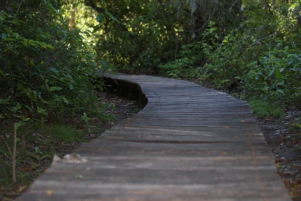 Beautiful Shot Wooden Path Middle Forest — 图库照片