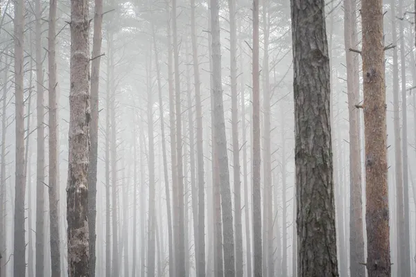 Primo Piano Alberi Una Foresta Latifoglie Ricoperta Nebbia Autunno — Foto Stock