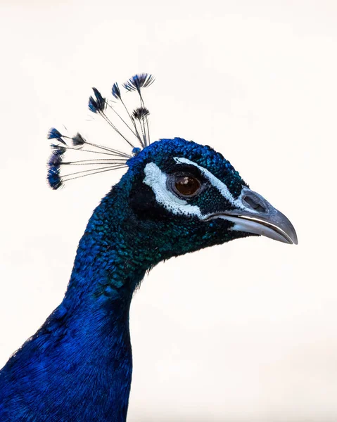 Retrato Belo Pavão Azul — Fotografia de Stock