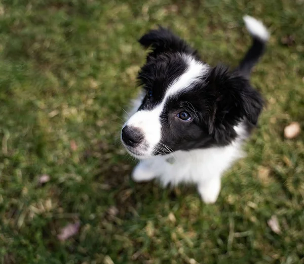 Chiot Collie Frontière Sur Herbe — Photo