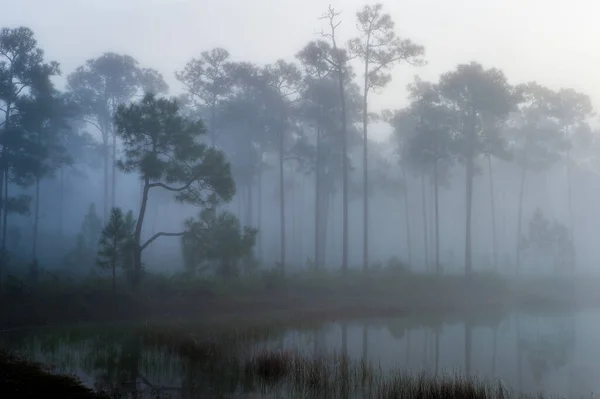 Lago Sus Árboles Circundantes Espesa Niebla — Foto de Stock