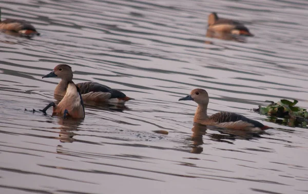 Gros Plan Groupe Canards Dans Lac — Photo