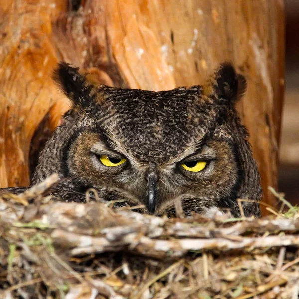 Closeup Shot Female Great Horned Owl Sitting Her Nest Barn — Stock fotografie