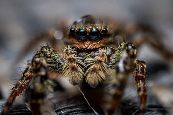 Bulanık Bir Arkaplanda Izole Edilmiş Bir Örümceğin Yakın Plan Çekimi — Stok fotoğraf
