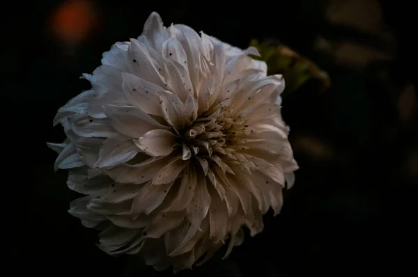 Egy Közeli Kép Egy Dália Virágról — Stock Fotó