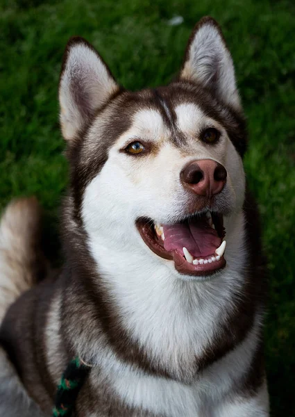 Una Fotografia Dei Suoi Animali Domestici Amico Tutta Vita — Foto Stock