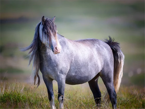 Closeup Gray Horse Standing Meadow — Φωτογραφία Αρχείου
