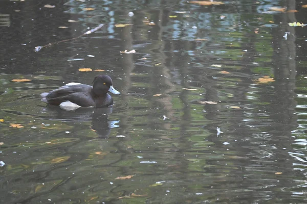 Black Duck Swimming Sea Schwarze Ente Schwimmt Auf Dem See — Stockfoto