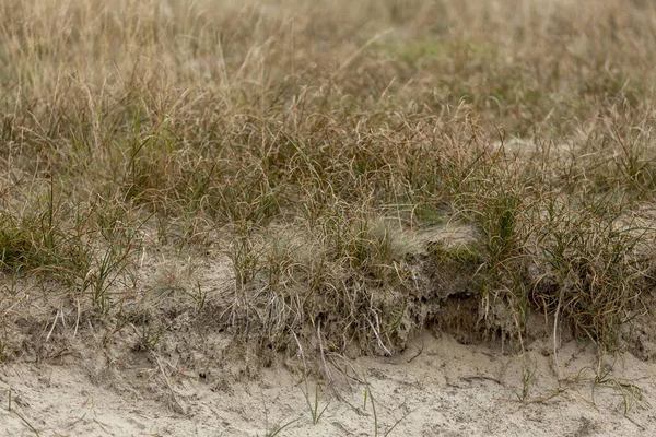 Marram Χόρτο Στη Μέση Του Soesterduinen Αμμόλοφους Στην Ολλανδία — Φωτογραφία Αρχείου