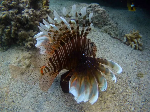 Фото Красивого Кораллового Рифа Египте — стоковое фото