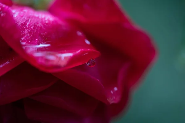 Primo Piano Una Rosa Rossa Con — Foto Stock