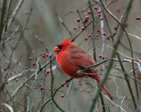 Nahaufnahme Eines Wintervogels Der Auf Einem Ast Hockt — Stockfoto