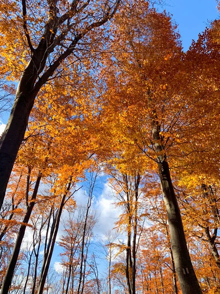 Eine Wunderschöne Herbstlandschaft Und Bunte Bäume Aus Piatra Neamt Rumänien — Stockfoto
