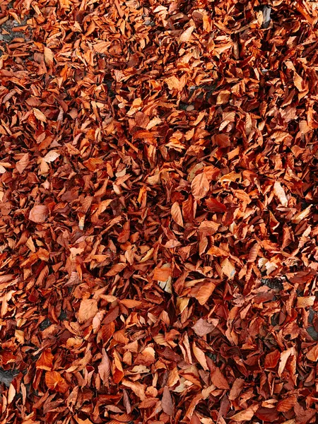 Krásná Scéna Podzimní Krajiny Pestrobarevné Spadané Listí — Stock fotografie