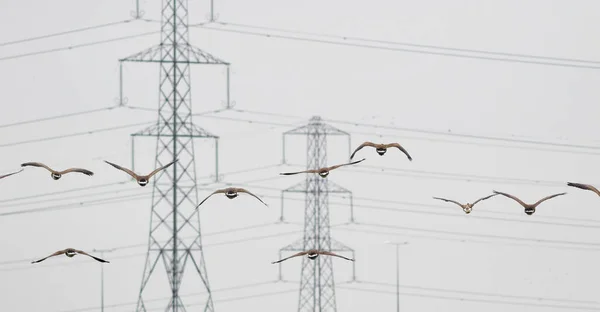Eine Schar Wunderschöner Gänse Fliegt Hoch Himmel Strommasten — Stockfoto