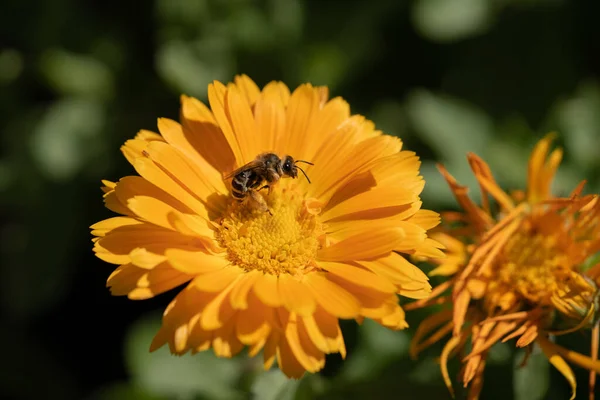 Closeup Bee Pollinating Orange Aster Flower — Stockfoto