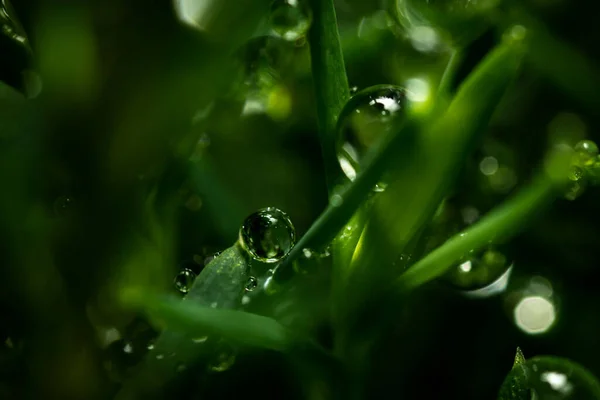 떨어지는 아름다운 물방울 배경으로 수있다 — 스톡 사진