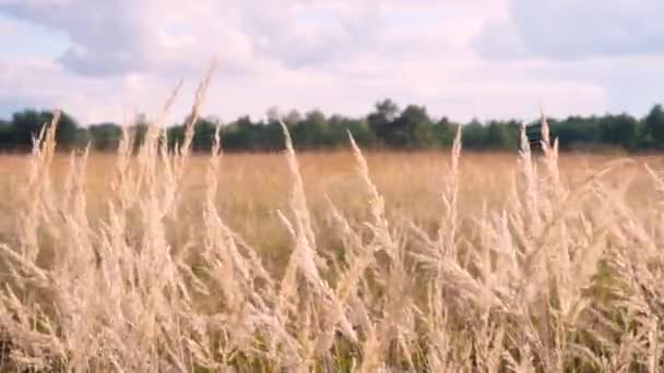 Kırsalda Buğday Tarlası — Stok video