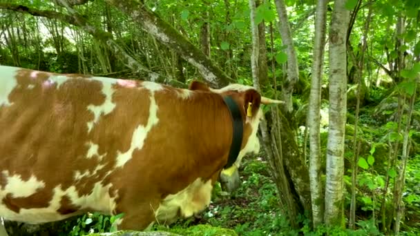 Vache Dans Pâturage — Video