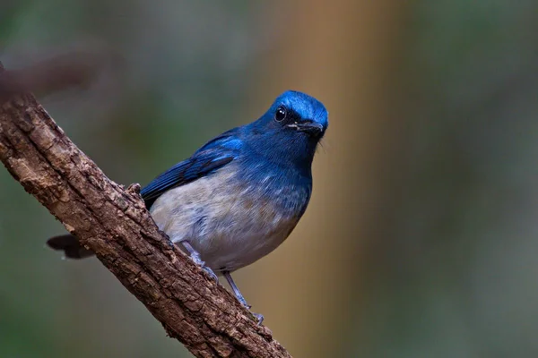 Une Grande Variété Oiseaux Attrapeurs Mouches Trouvés Thaïlande — Photo