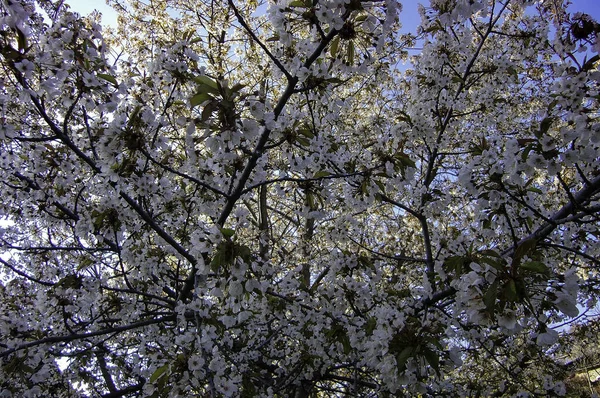 Catalogne Les Premiers Arbres Réveiller Après Hiver Sont Les Amandiers — Photo