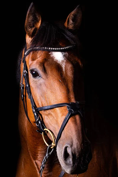 暗い背景に茶色の馬の垂直ショット — ストック写真