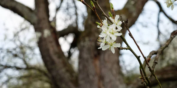 果园里树上的白花 — 图库照片